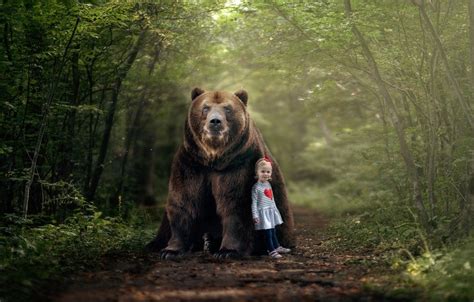Forest Bear Wallpapers Wallpaper Cave