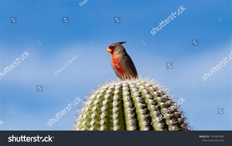 Beautiful Male Pyrrhuloxia Desert Cardinal Cardinalis Stock Photo