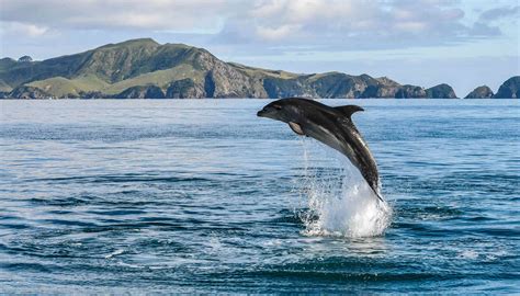 Where To See Dolphins In New Zealand