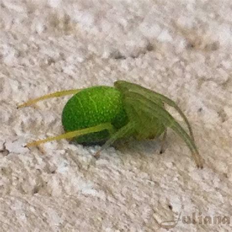 Aranha Verde Pequena No Brasil