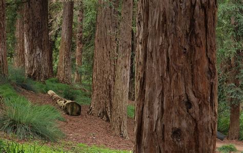 Coastal Redwood Sequoia Sempervirens