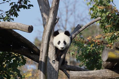 1 Year Old Giant Panda Cub At Tiergarten Schönbrunn 2017 1 Flickr