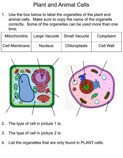 Plant And Animal Cells Online Exercise Live Worksheets