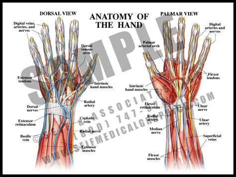 Anatomy Of The Hand S A Medical Graphics
