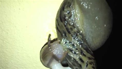 Slug Sex Whole Act In Hd Youtube