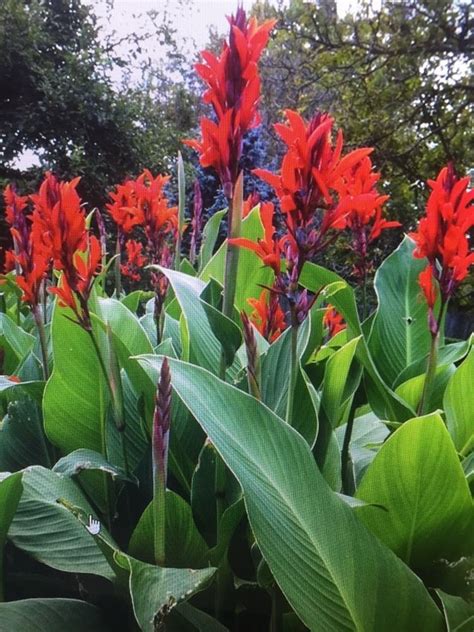 Tall Plant With Red Flowers Plant Ideas