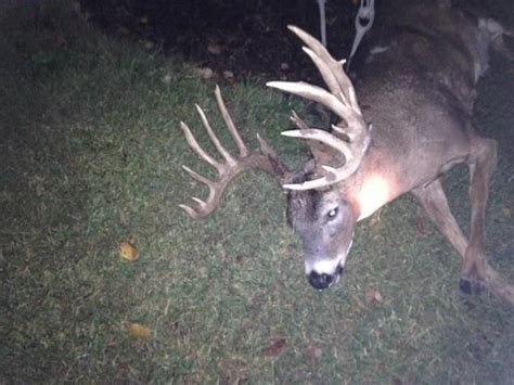 Giant Ohio Buck Killed By Car Monster Buck Buck Whitetail Deer