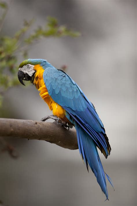Las 11 aves exóticas más increíbles. Banco de Imágenes: 10 fotos de aves exóticas - Exotic birds free photos to share