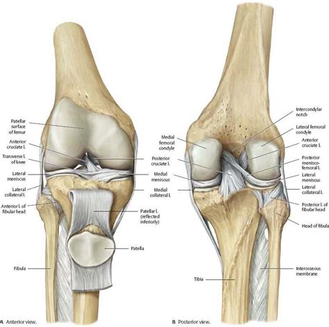 Pin By Judy Huntley On Sketch Anatomy Leg Anatomy Knee Ligaments My