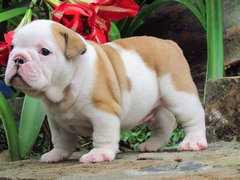 Bulldog · san diego, ca. Miniature English Bulldog Puppies For Sale | San Diego, CA ...