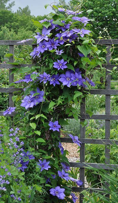 We did not find results for: How to Grow Clematis - Gardener's Supply | Trellis plants ...