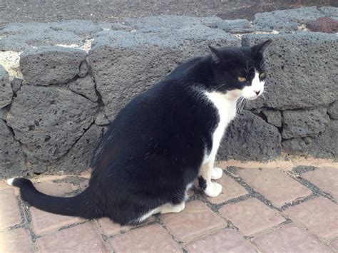 Feral Cats Of Playa Blanca Lanzarote Part Five Letterpile