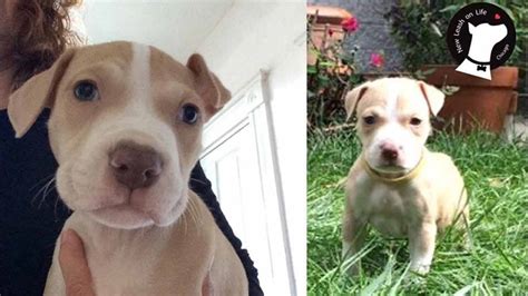 Raising a pitbull puppy and building a life long bond with them is essential for a successful relationship. Reward offered for return of stolen rescue pit bull puppy ...