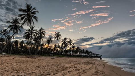 Palm Trees Beside Beach Shore During Sunset · Free Stock Photo