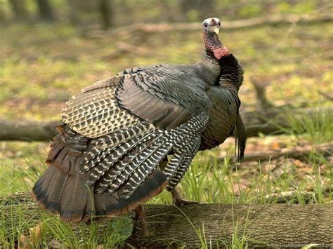 Wild Turkey Wallpapers Wallpaper Cave