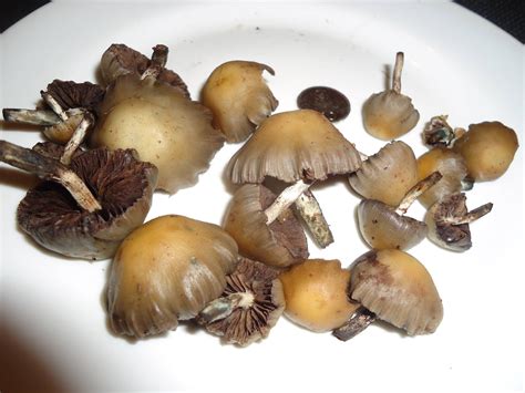 We did not find results for: **THE OFFICIAL NEW ZEALAND PSILOCYBIN MUSHROOM SEASON ...