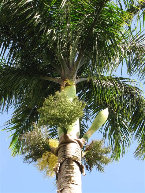 Royal Palm Tree Identification Growing Tree Palm Trees