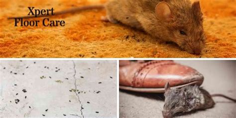 How To Clean Mouse Droppings From Carpet And Disinfect Safely Diy