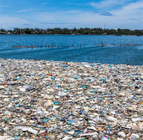 Plastikmüll Küstenarten Können Auf Müll Im Offenen Meer überleben Welt