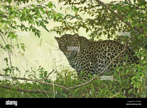 African Leopard Hiding In Bush Masai Mara Kenya Stock Photo Alamy