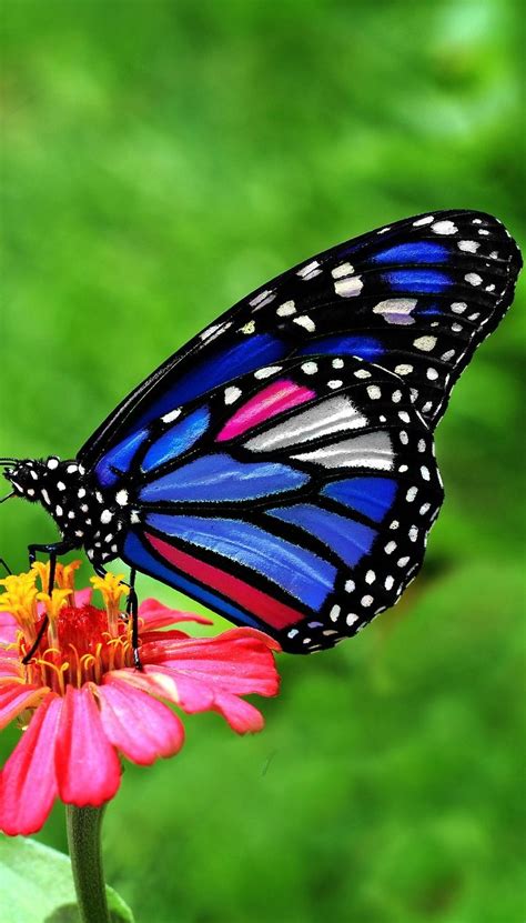 A Beautiful Butterfly Butterfly Insect Beautiful Beautiful