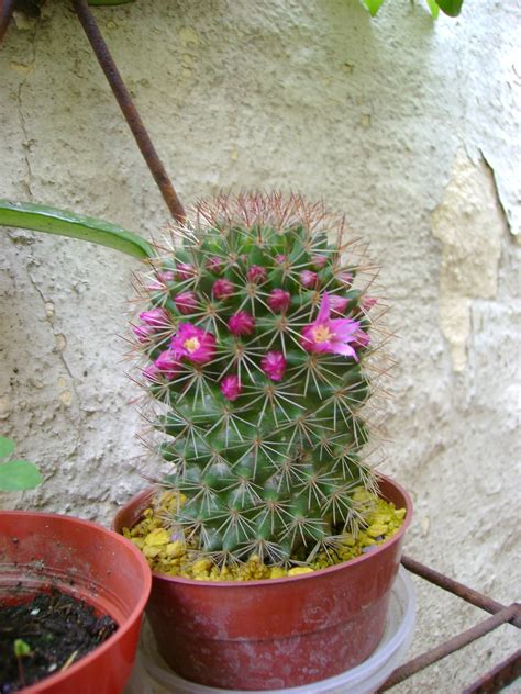 Naturaleza Verde Cactus Raros