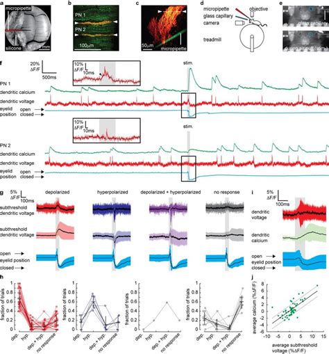 Coincident Parallel Fiber And Climbing Fiber Synaptic Input To Purkinje