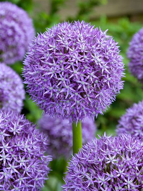 Check spelling or type a new query. Exciting plants you can buy now: Allium 'Purple Calla ...