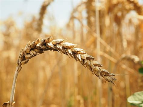 Hd Wallpaper Selective Focus Photography Of Grain Wheat Spike