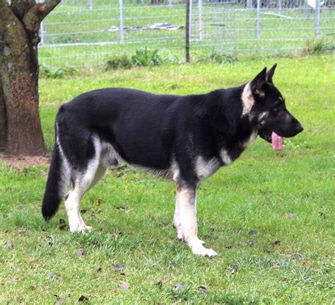 Larg Black And Silver German Shepherds For Sale In 2021 Silver German