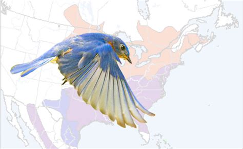 The Distribution Range Of The Eastern Bluebird Avian Report