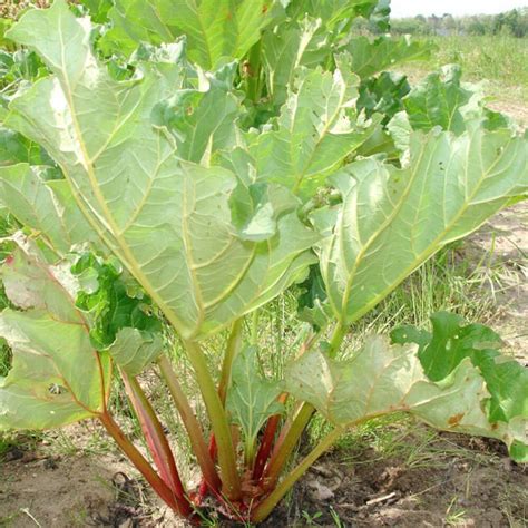 Rhubarb Plant Seed Rheum Rhabarbarum Glaskins