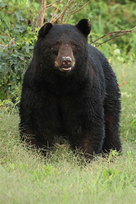 Trophy North Carolina Black Bear Hunting With North Americas Most