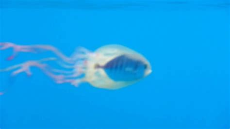 Fish Commandeers Jellyfish Youtube