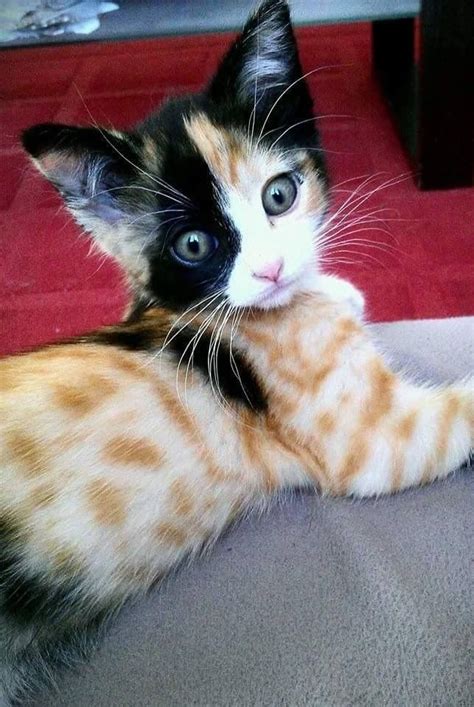 Strangest Fur Patterns Youll Ever See On A Cat Page 13