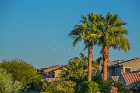 Beautiful View Of The Palm Trees And Plants In The Southwest Desert In