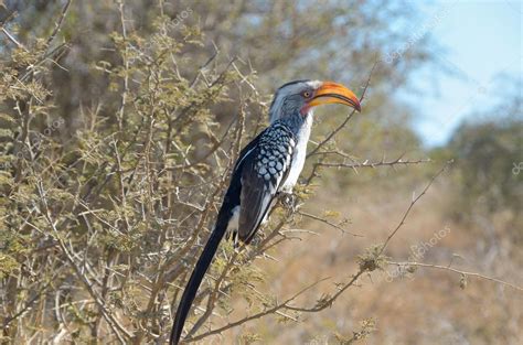 African Hornbill Bird In Kruger National Park — Stock Photo © Jaysi