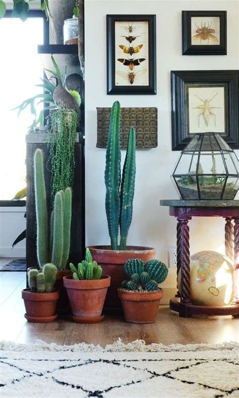 Indoor Cactus Garden Ideas To Display Your Collection In A Fantastic