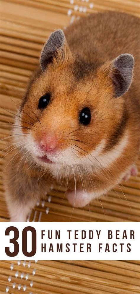 Teddy Bear Hamster Facts 14 Reasons To Buy A Syrian Hamster
