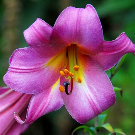 Lilies can be a bright and fragrant addition to your landscape. List of 50+ Different Types of Lilies With Pictures