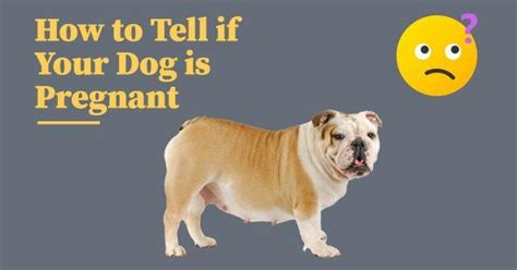How To Tell If Your Dog Is Pregnant Dog Endorsed