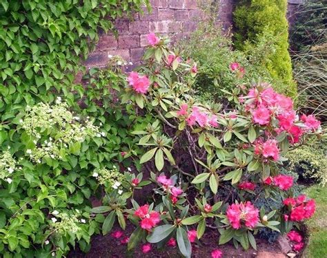 They thrive in the dappled shade under trees. Types Of Shade-Loving Shrubs