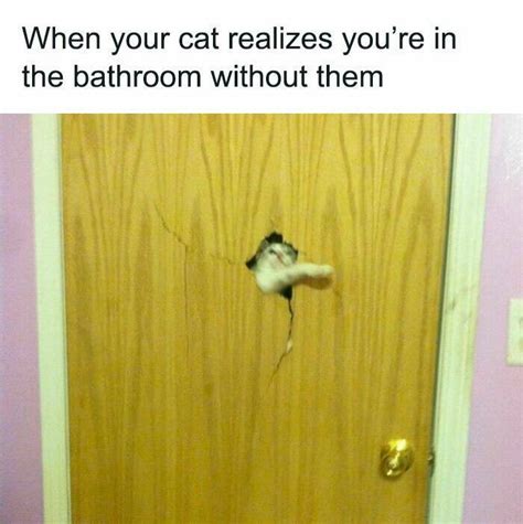 Purr Fectly Hilarious Cat Memes For A Laugh Pics Izismile