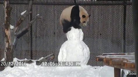 Toronto Zoo Giant Panda Vs Snowman Youtube