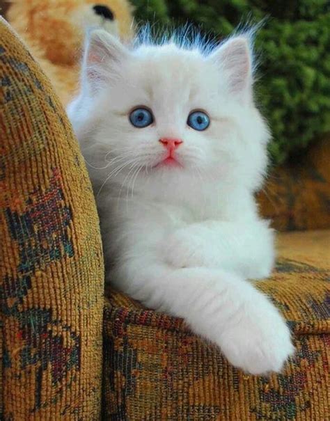 Beautiful White Kitten With Blue Eyes Perfect Pink Nose Too My
