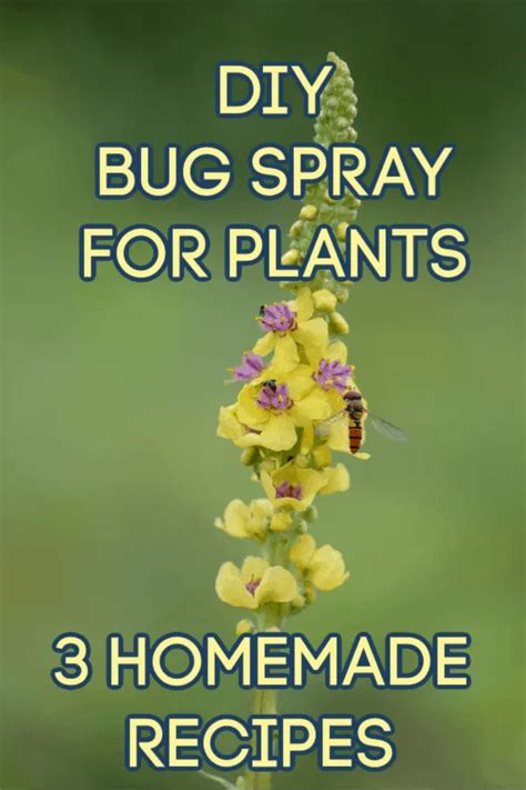 Homemade Bug Spray For Plants Bug Spray For Plants Homemade Bug