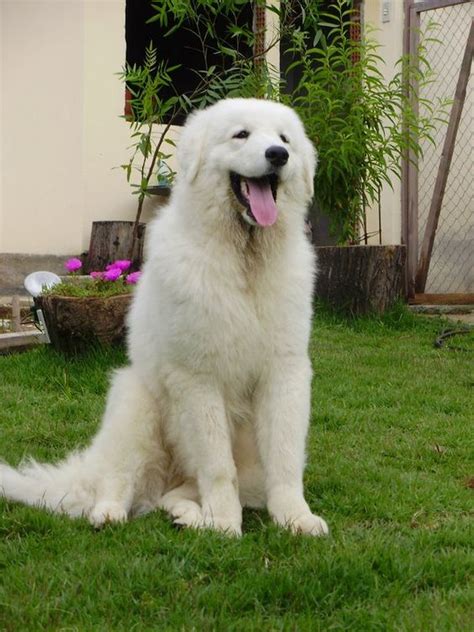 Kuvasz Dog Breed Info Pictures Characteristics And Facts