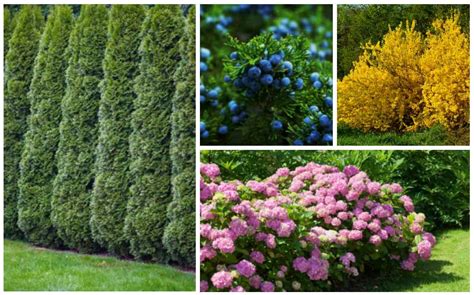 When selecting all year round plants and shrubs for privacy, choose an appropriate size for your landscape; 15 Fast Growing Privacy Shrubs & Bushes - Garden Lovers Club