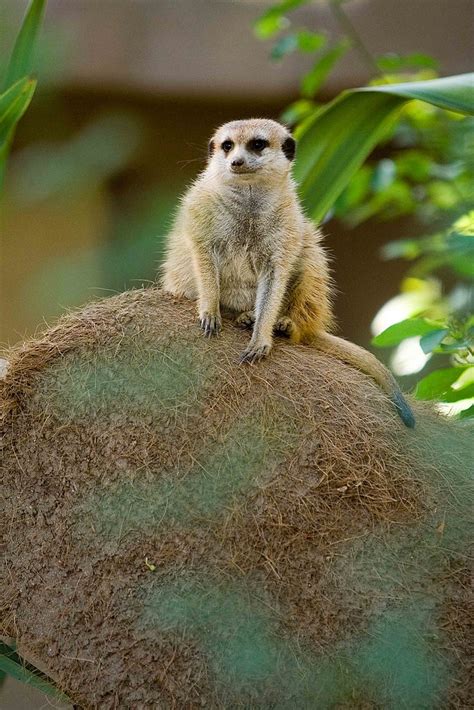 Meerkat Meerkat At The San Diego Zoo J Michel Photography Flickr
