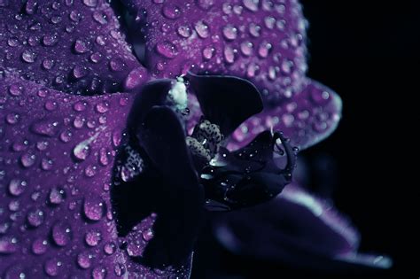 무료 이미지 사진술 자 꽃잎 어둠 푸른 검은 닫기 닫다 인간의 몸 눈 오르간 물방울 매크로 사진 꽃